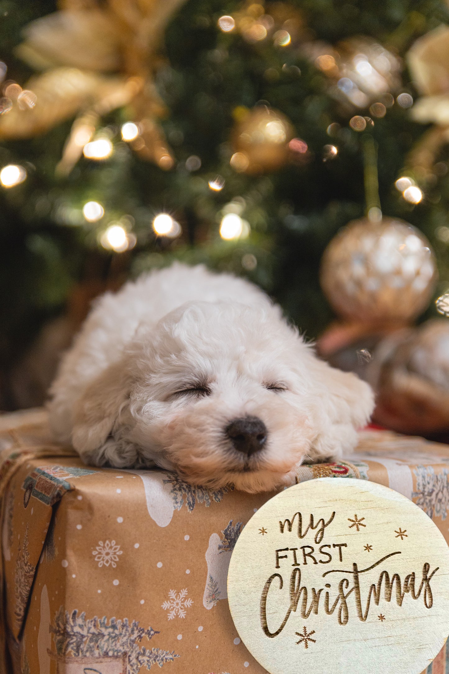 Baby’s First Christmas /Puppy / Kitten | Design Hut