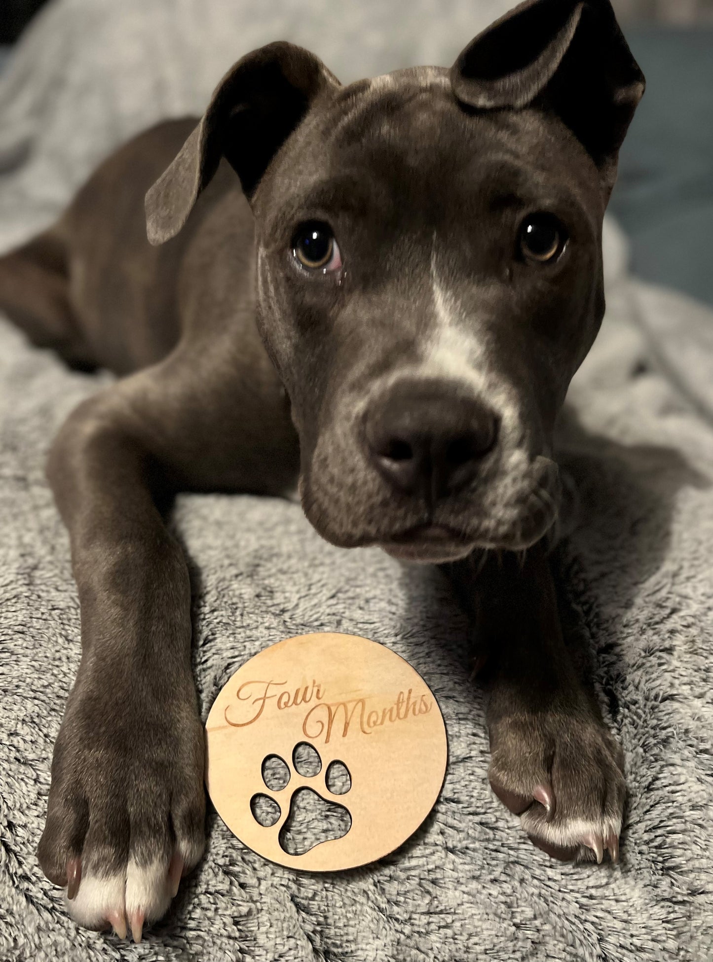 Dog Milestone Disc - Paw design for Fur Members | Design Hut